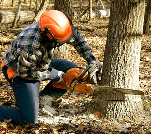 Tree Removal in Bomoseen, VT